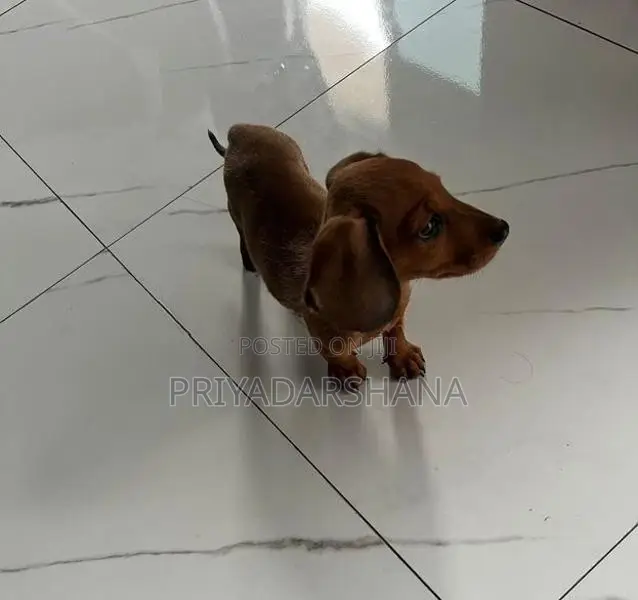 Dachshund Puppy