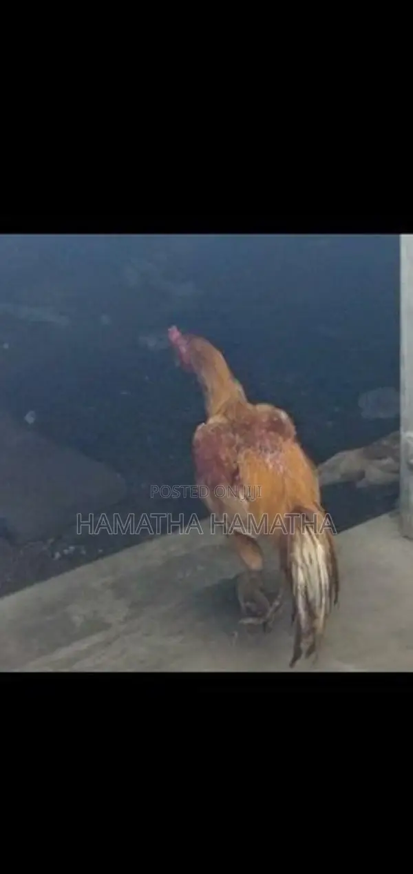 Farm Chicken