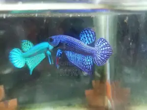 Betta Fish