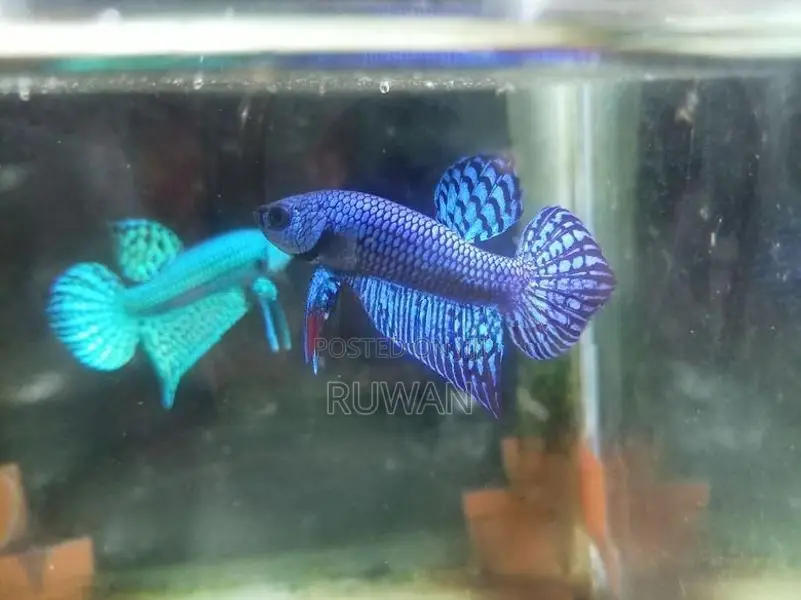 Betta Fish