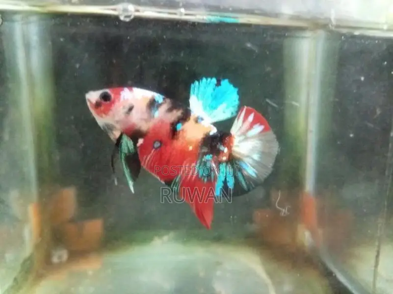 Betta Fish