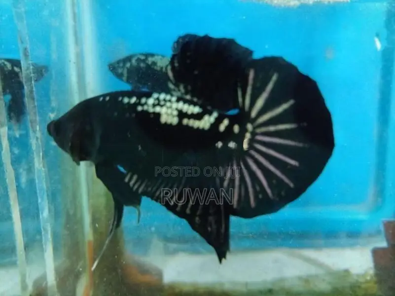 Betta Fish