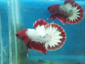 Betta Fish