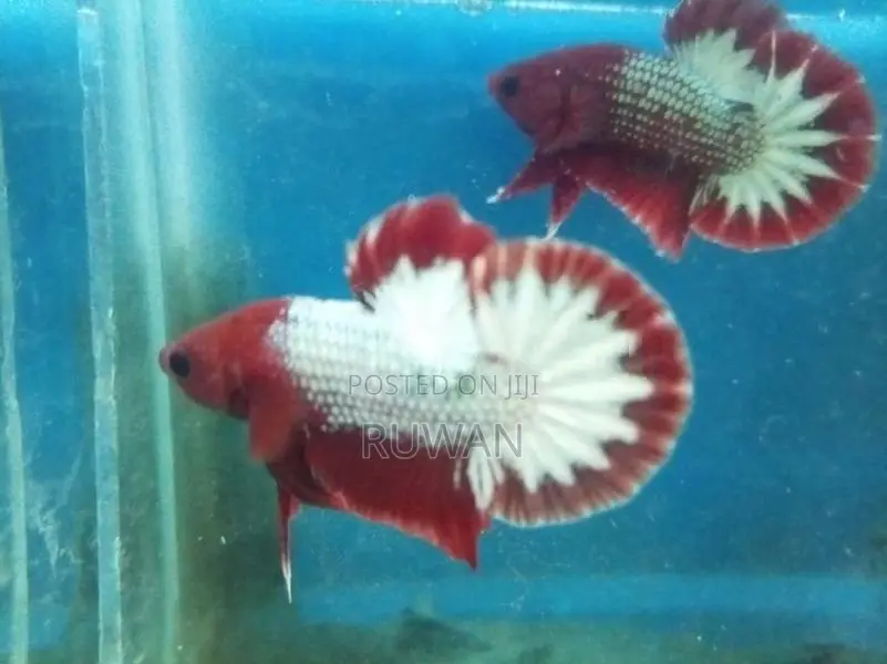 Betta Fish