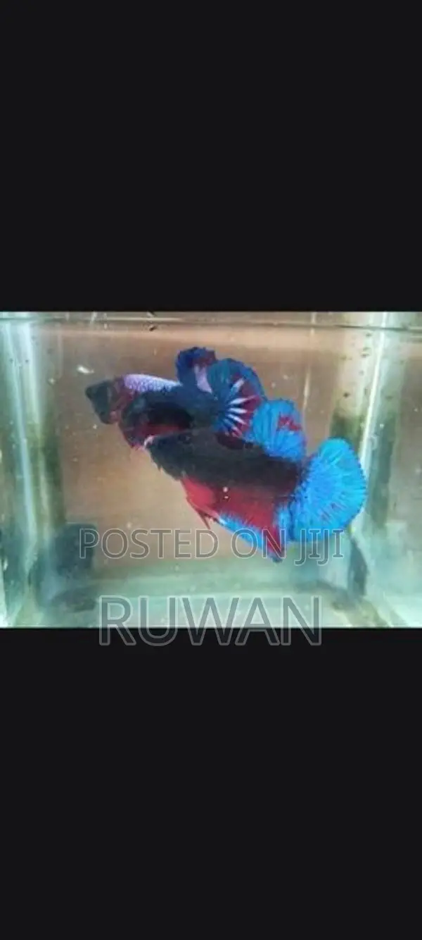 Betta Fish