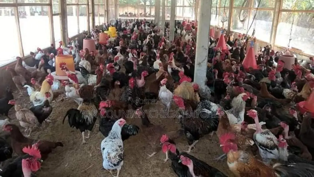 இரட்சி கோழி