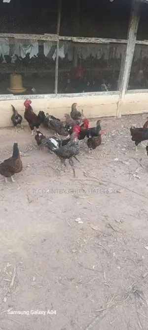 ගම් කුකුලු