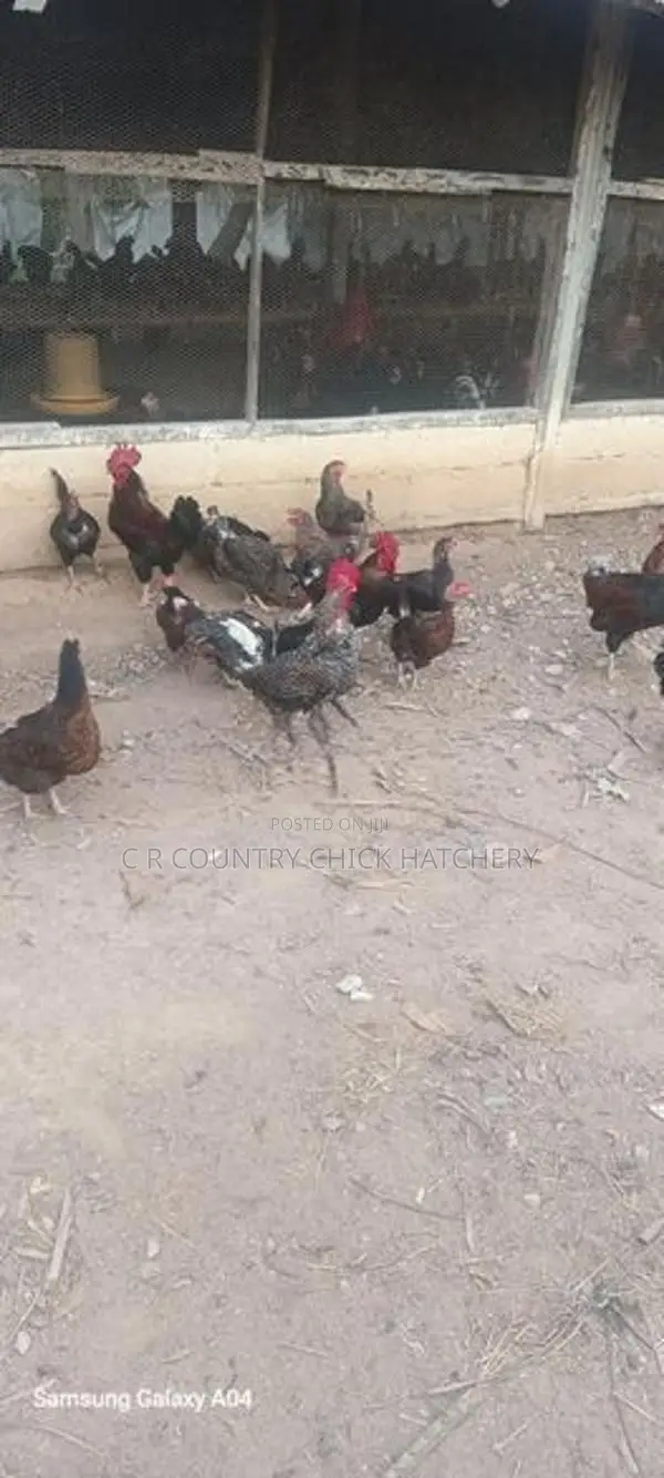 ගම් කුකුලු