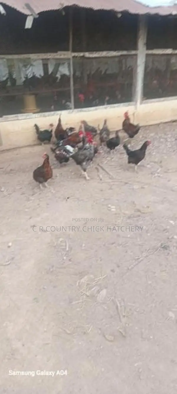 ගම් කුකුලු