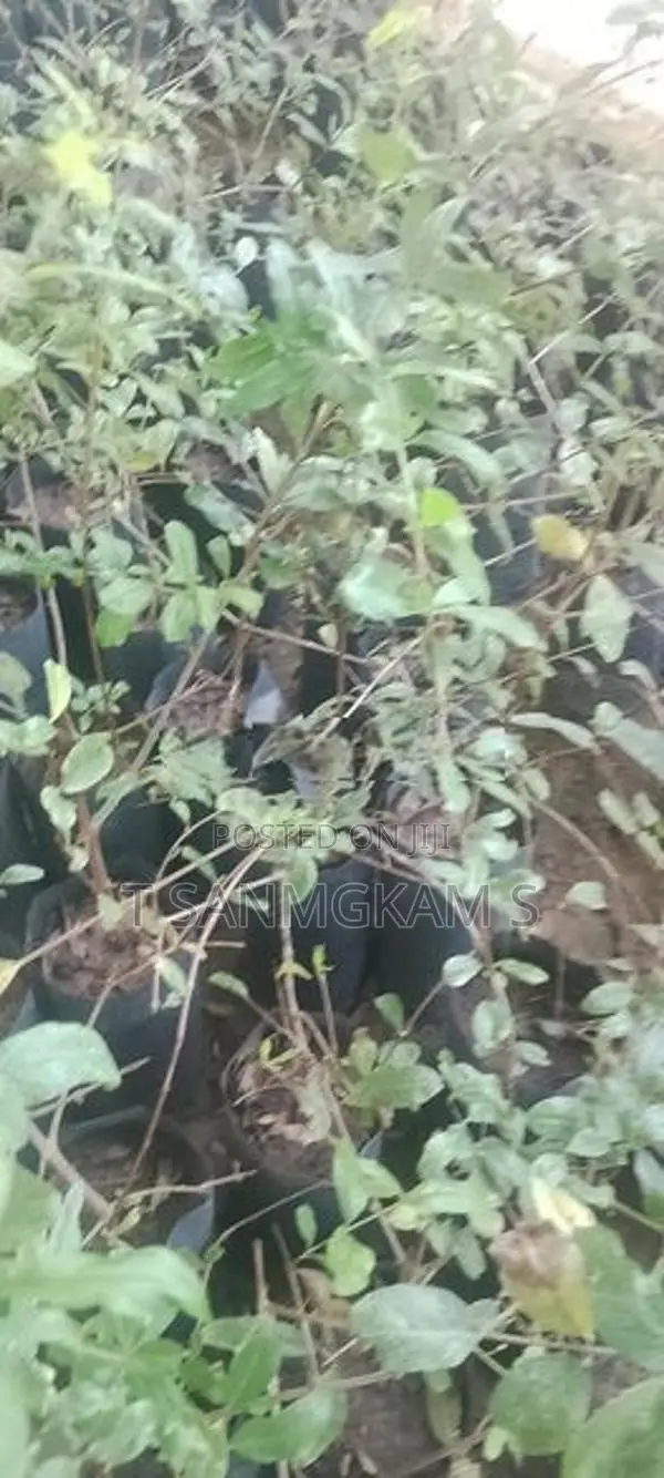 மாதுளை ரேட்ஏஞ்சல்