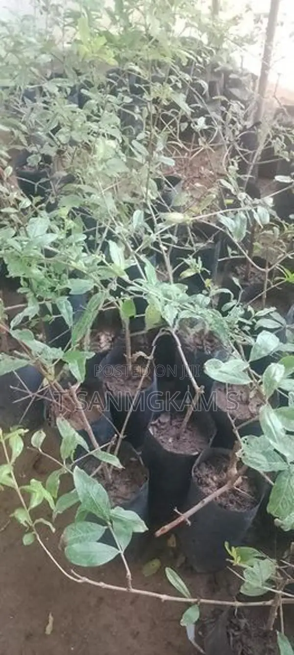 மாதுளை ரேட்ஏஞ்சல்