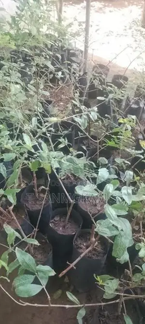 மாதுளை ரேட்ஏஞ்சல்