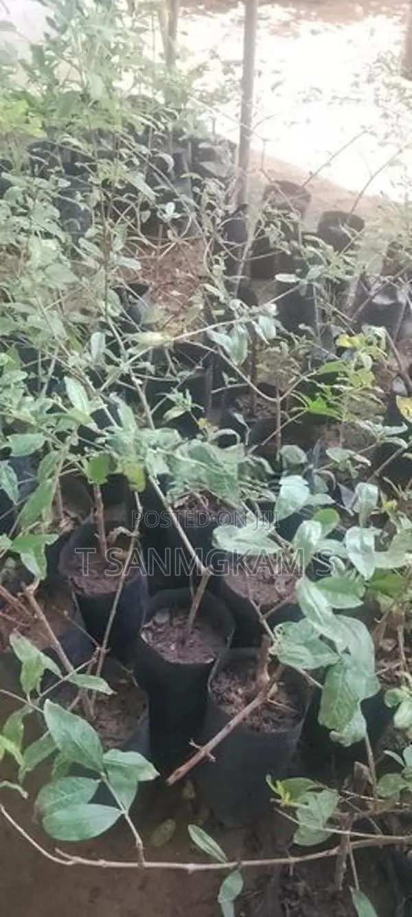 மாதுளை ரேட்ஏஞ்சல்