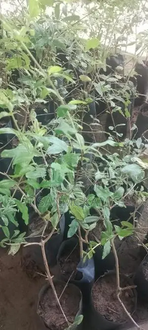 மாதுளை ரேட்ஏஞ்சல்