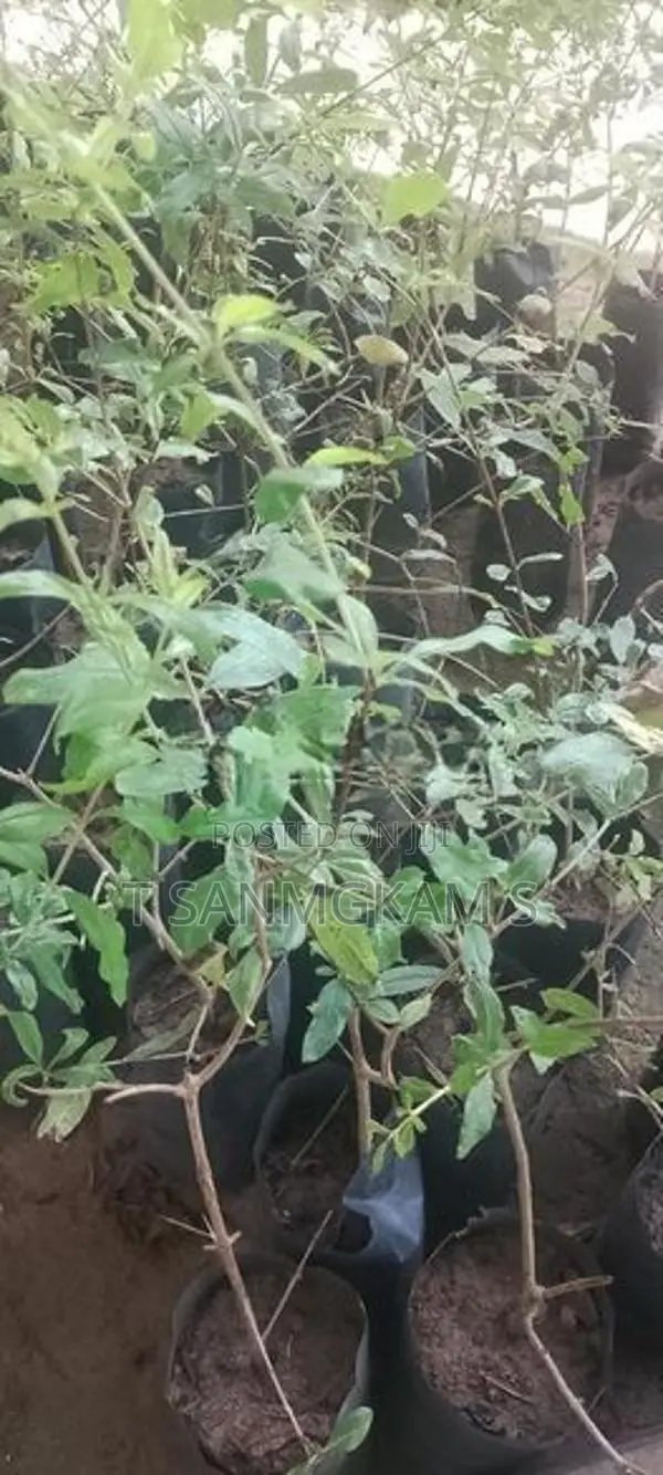 மாதுளை ரேட்ஏஞ்சல்