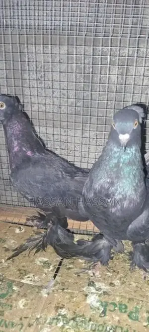 Pigeon