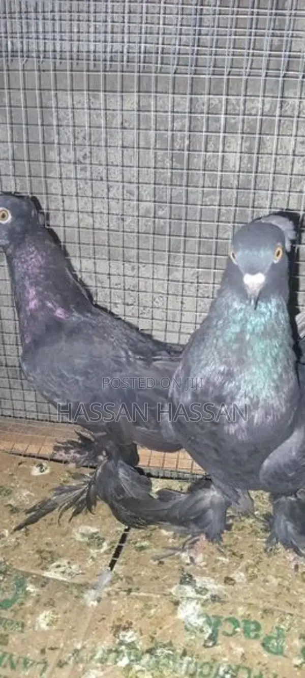 Pigeon