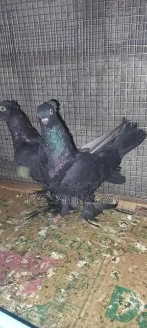 Pigeon
