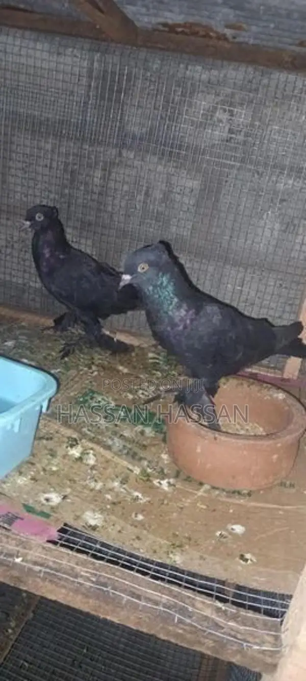 Pigeon