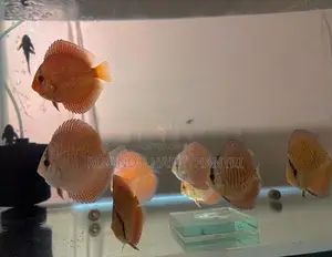 Discus Fish
