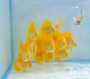 Discus Fish