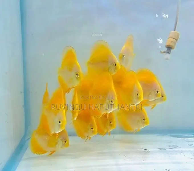 Discus Fish
