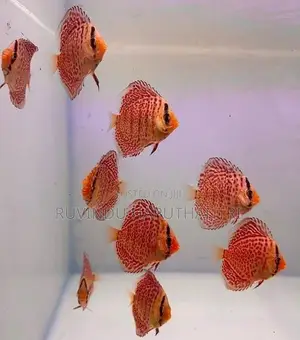 Discus Fish