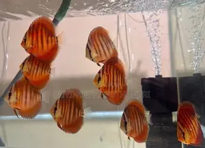 Discus Fish