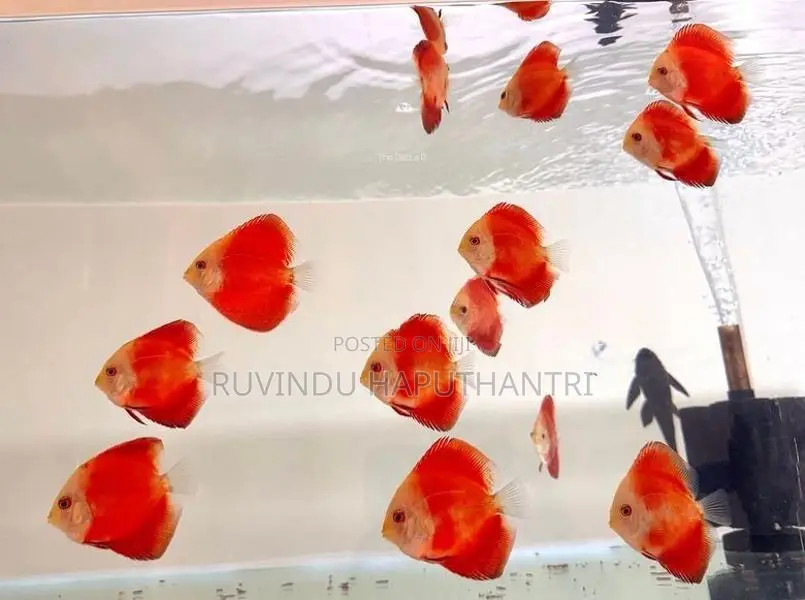 Discus Fish