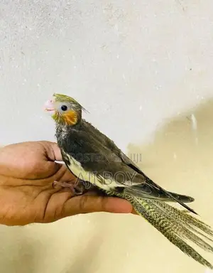 Cocktail Hand Feeding Size Chicks