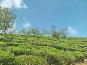 Holiday Bungalow Land for Sale Nuwara Eliya