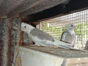 Cockatiel Birds