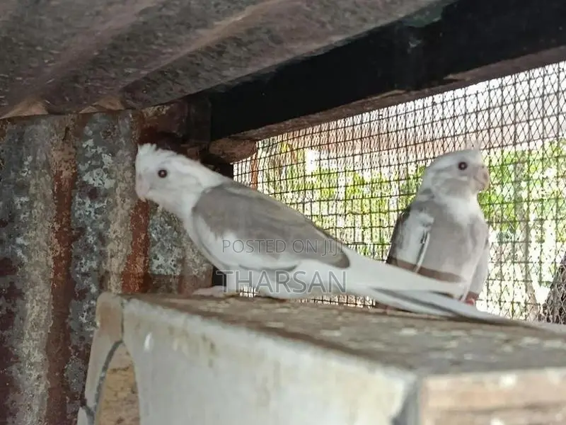 Cockatiel Birds