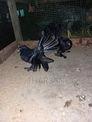 Pigeon
