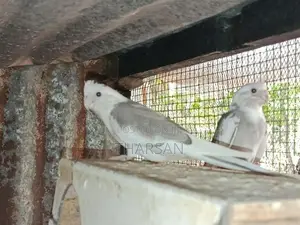 Cockatiel Birds