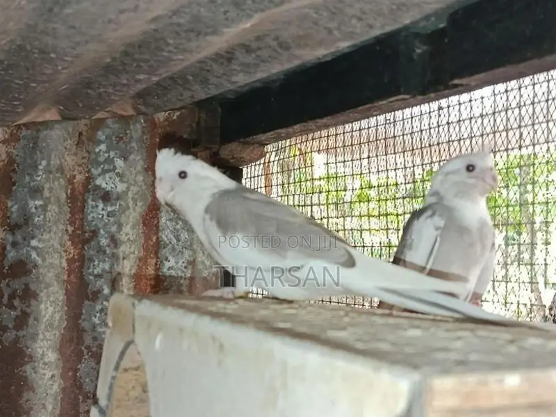 Cockatiel Birds