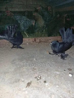 Pigeon