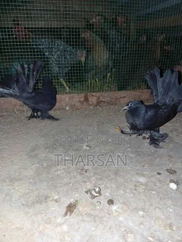 Pigeon