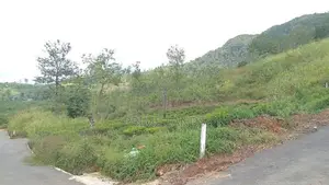 Best View Point Land for Sale Nuwara Eliya Road