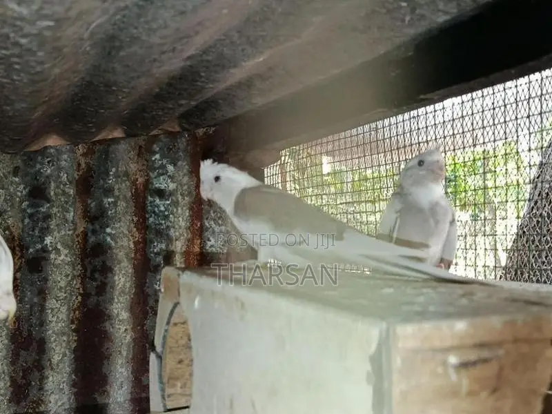 Cockatiel Birds