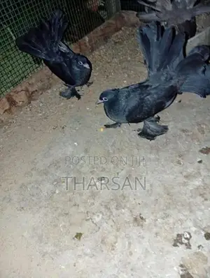 Pigeon