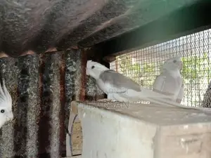 Cockatiel Birds