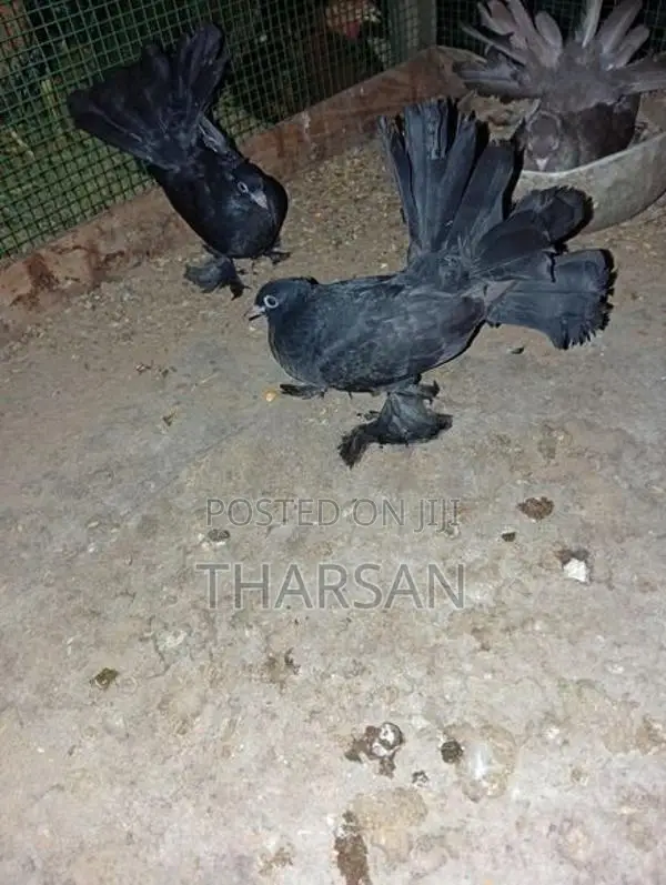 Pigeon