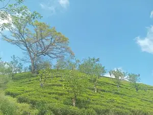 Land for Sale Nuwara Eliya Road