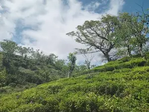 Best View Point Land for Sale Nuwara Eliya Road