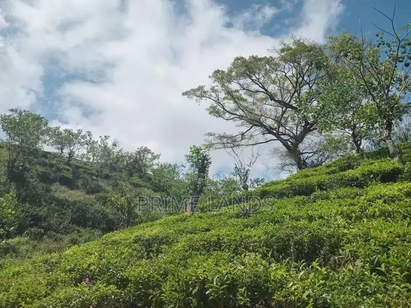 Best View Point Land for Sale Nuwara Eliya Road