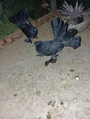 Pigeon