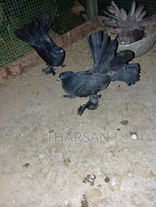Pigeon