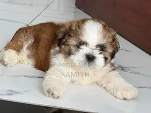 Shih Zhu Puppy