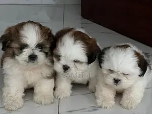 Shih Zhu Puppy